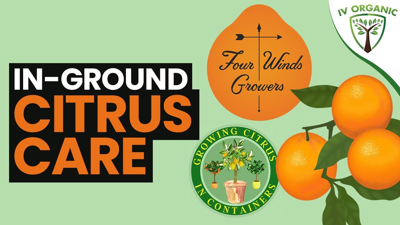 In-Ground Citrus Care Planting Tips [5 DOES & 5 DON'TS]