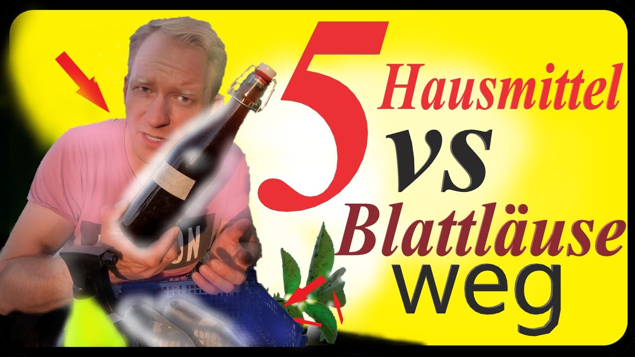 Blattläuse bekämpfen | 5 Hausmittel im Test