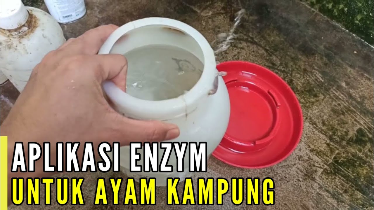 CARA APLIKASI ENZYM UNTUK AYAM PEDAGING !!