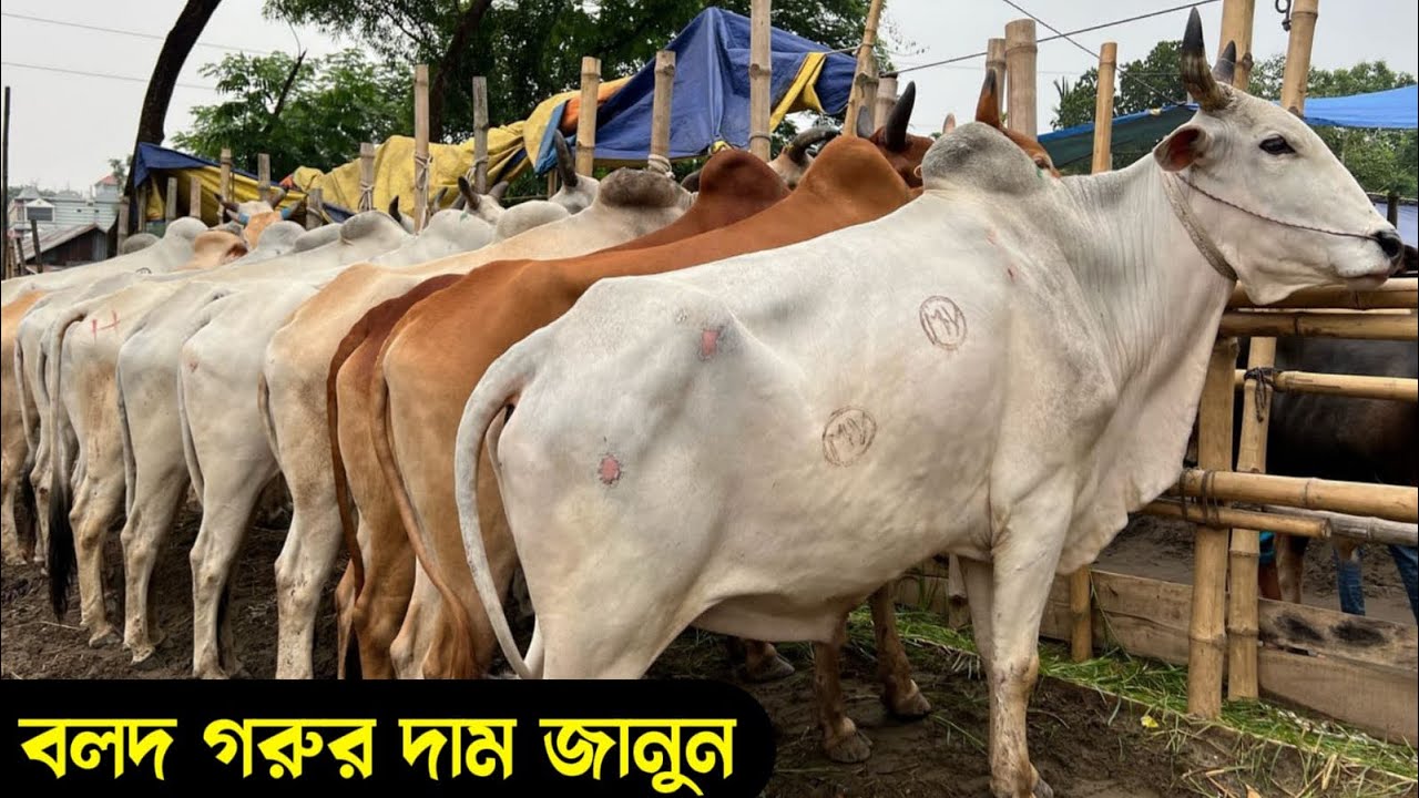 ৩২ হাজার টাকা মন কিনে নিয়ে আসি বিক্রি করবো কত।  ঘাড়মোড়া গরুর বাজার থেকে বলদ গরুর দাম জানুন |