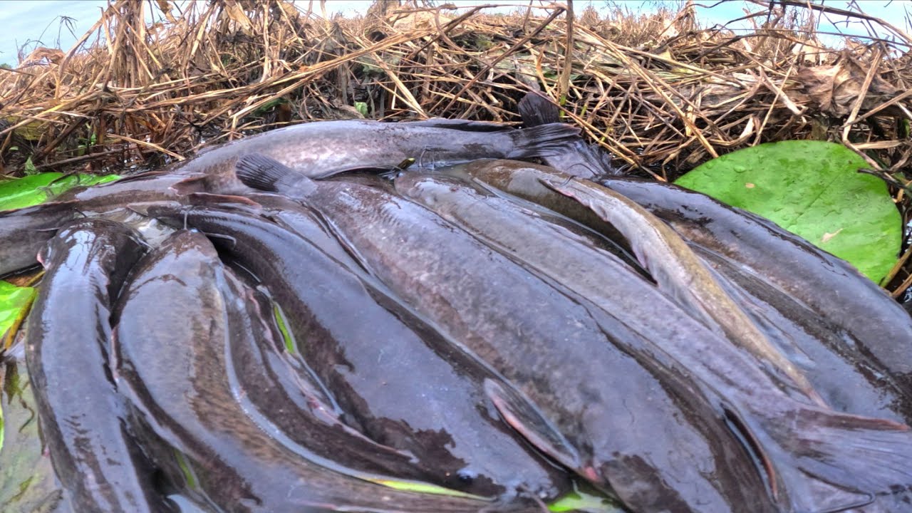 WOW,  Fishing catch a lot of fish and pick duck eggs in rice field by hand