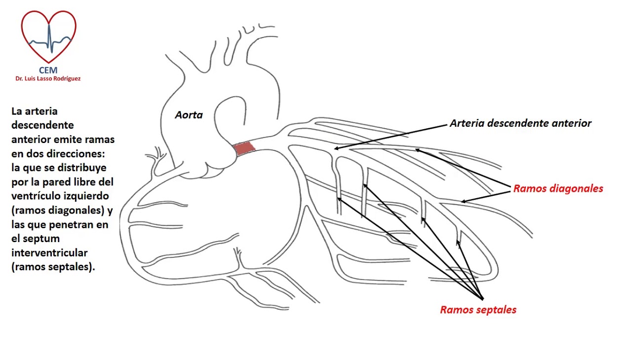 Anatomia de la coronaria izquierda