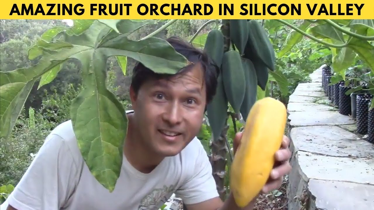 Terraced Garden on Slope Grows over 100+ Rare Fruit Trees in Silicon Valley