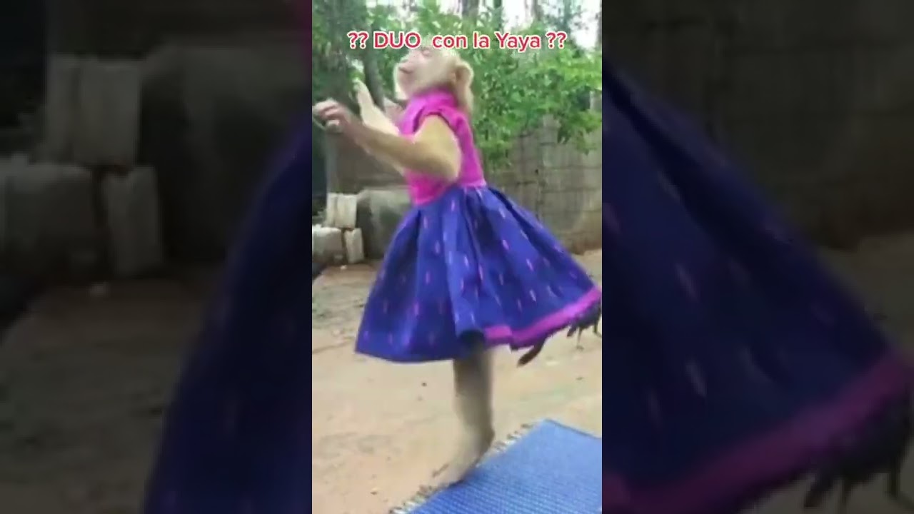 La mona Yaya baila manele #mona #monkey #yaya #dances #cute