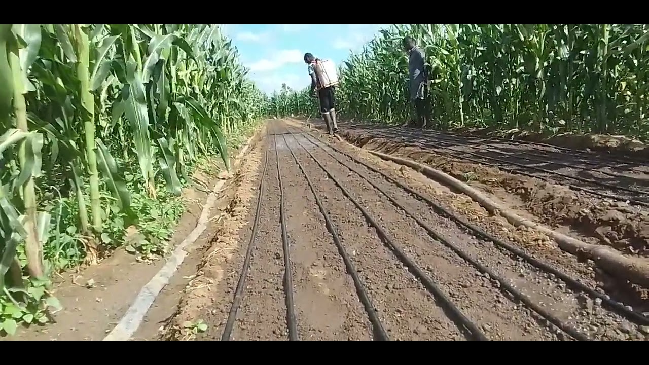 ONION NURSERY MANAGEMENT - PART 1