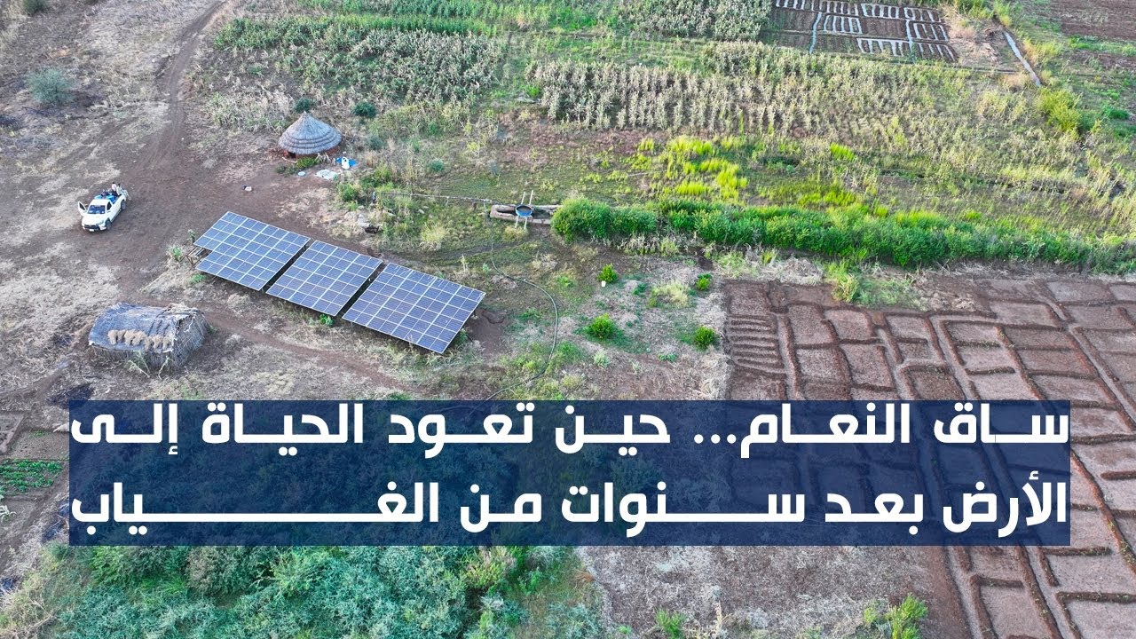 #ساق_النعام... حين تعود الحياة إلى الأرض بعد سنوات من الغياب
