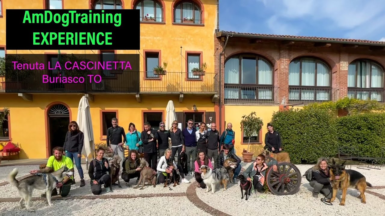 AmDogTraining Experience