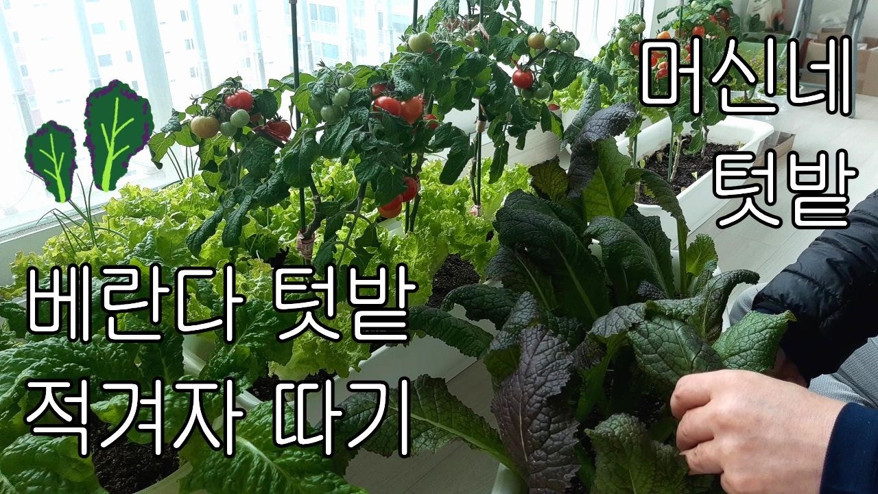 아파트 텃밭에서 적겨자 따고 물주기