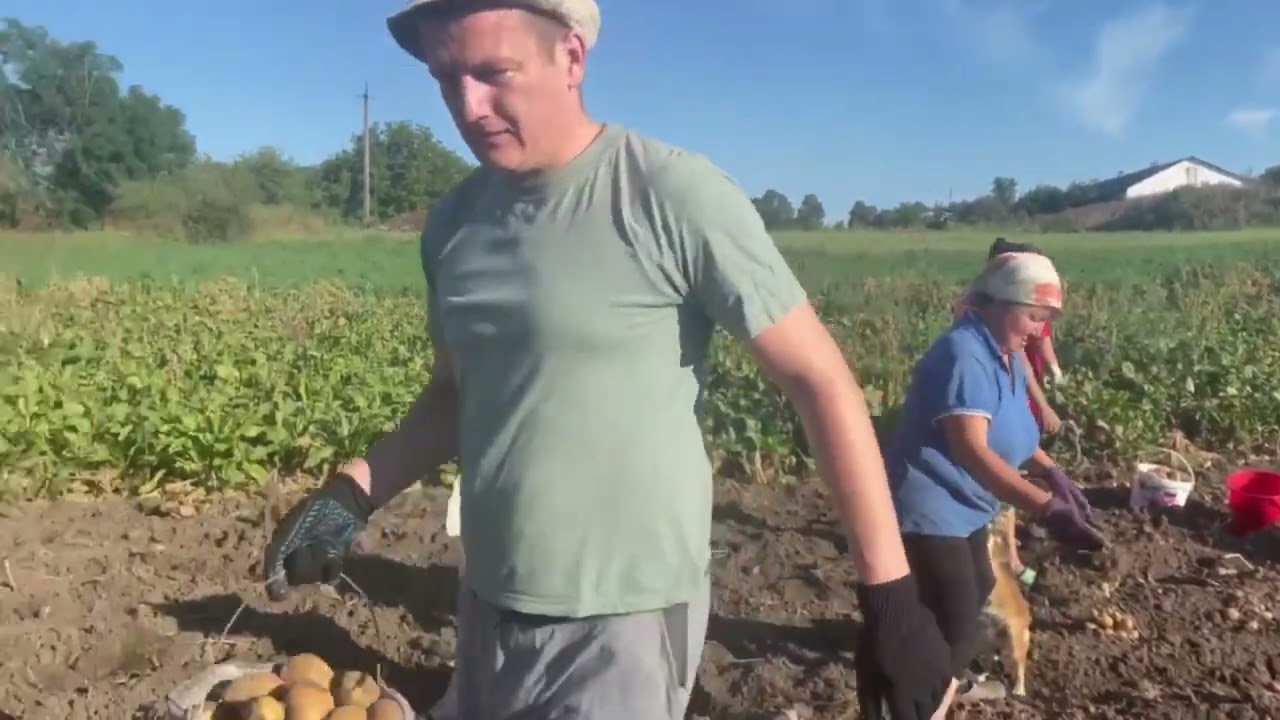 Опля в клубнях  смажена   картопля.