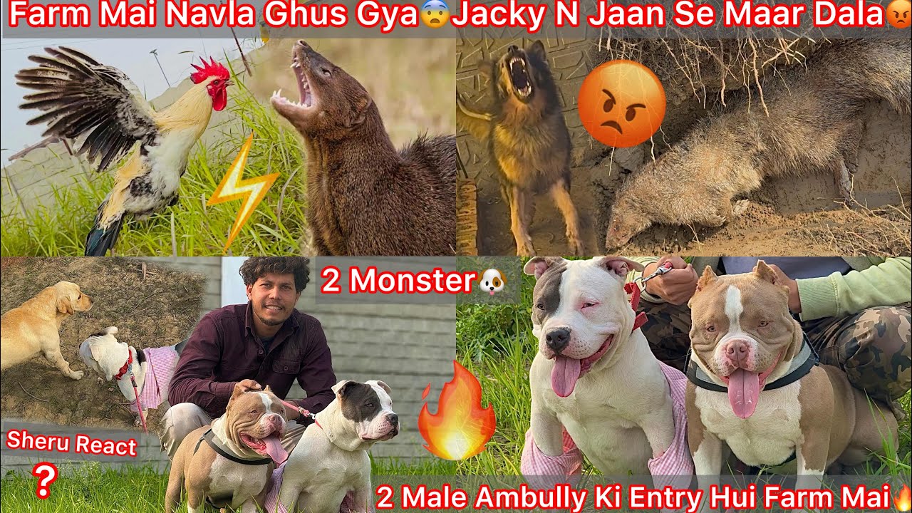 Farm Mai Navla Aagya Shikar Krne K Liya😨Khud Jacky Ka Shikar Ban Gya😡RIP😰2 Monster Ambully Ki Entry😍