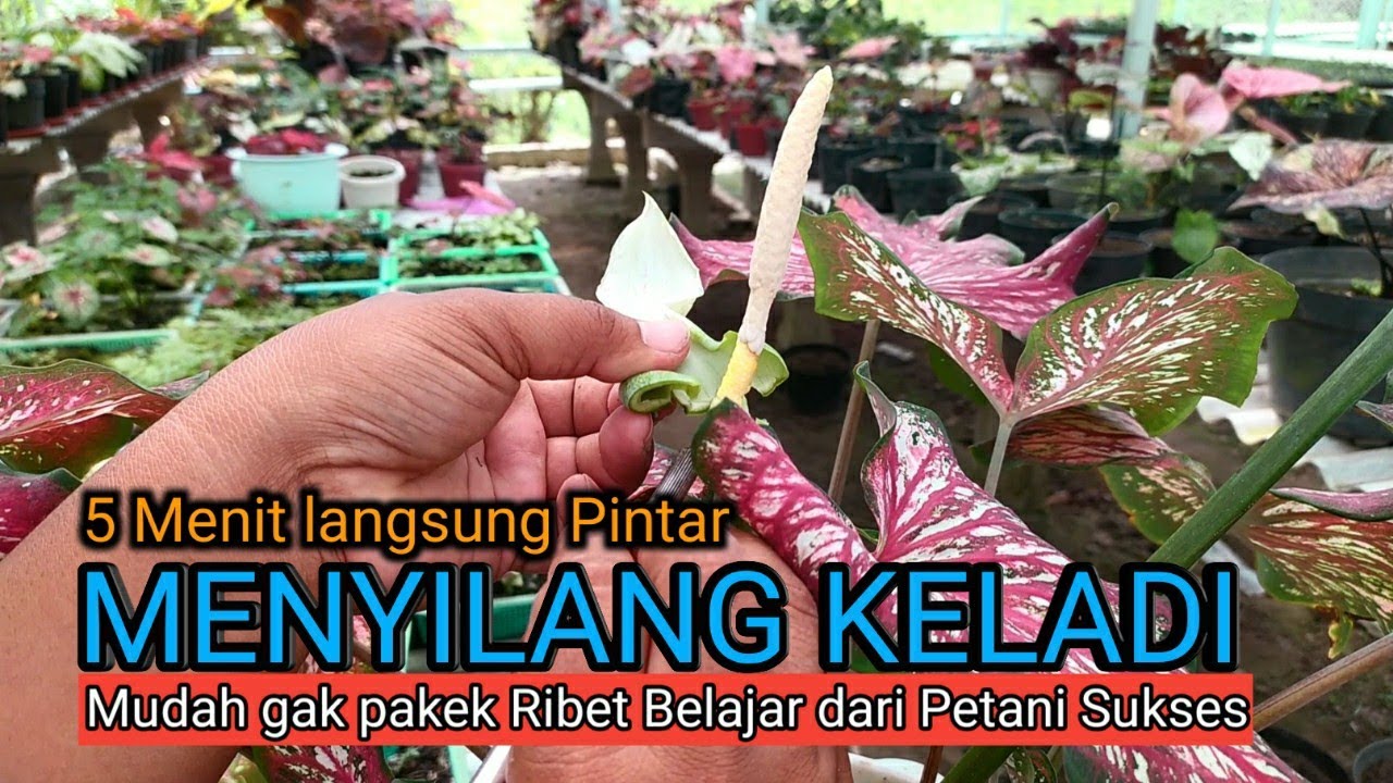 Cara Mudah Menyilangkan Keladi 5 Menit Langsung Pinter | Caladiums CrossBreeding | omded jalan