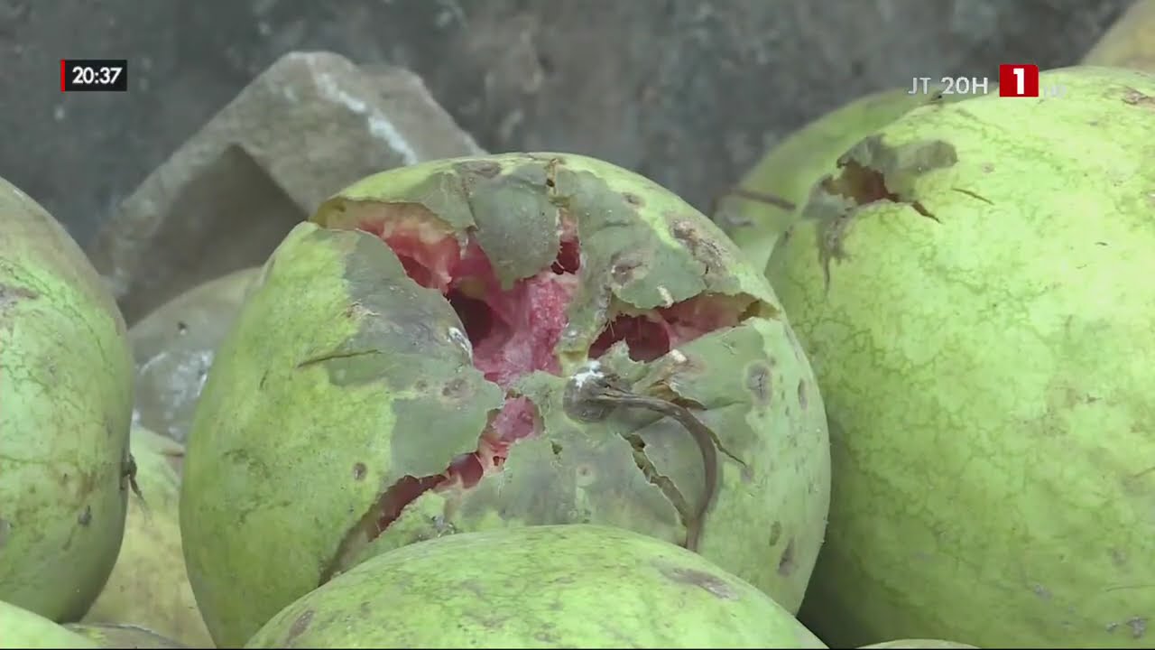PASTEQUE, CASAMANCE : Le march&eacute; en regorge !
