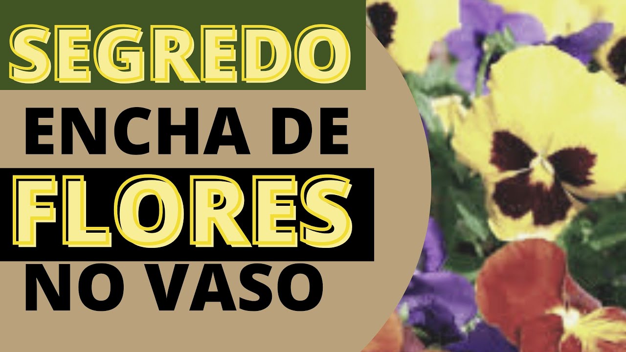 Amor Perfeito (Passo-a-Passo)Como plantar a partir da semente e encha o vaso de flores
