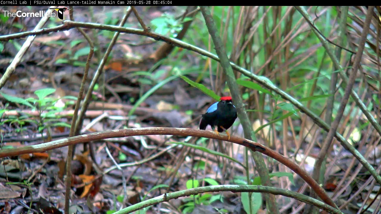 Lance-tailed Manakin Works Hard to Maintain a Pristine Perch | Cornell Lab