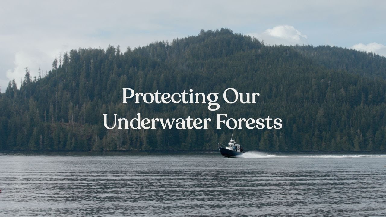 tentree: Introducing Seaforestation