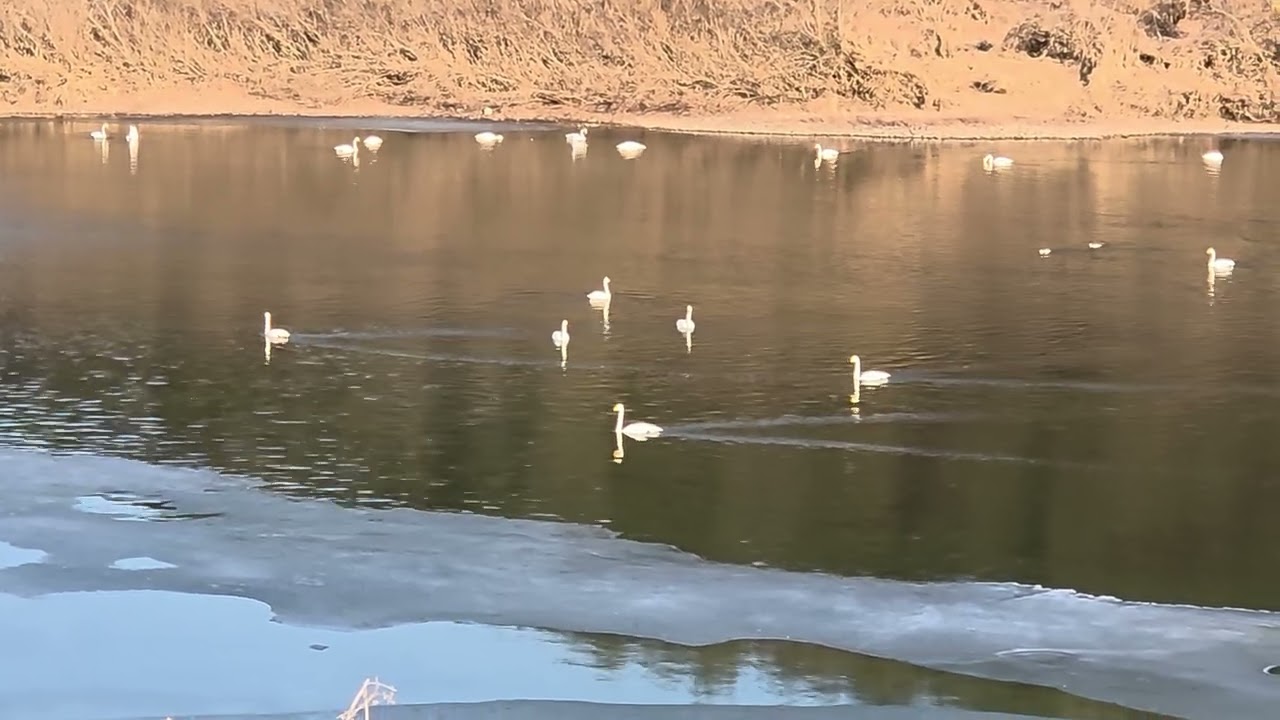 [260218] 농장 앞 강에서 큰고니들이 먹이활동을 합니다. Great egrets feeding in the river in front of the farm!