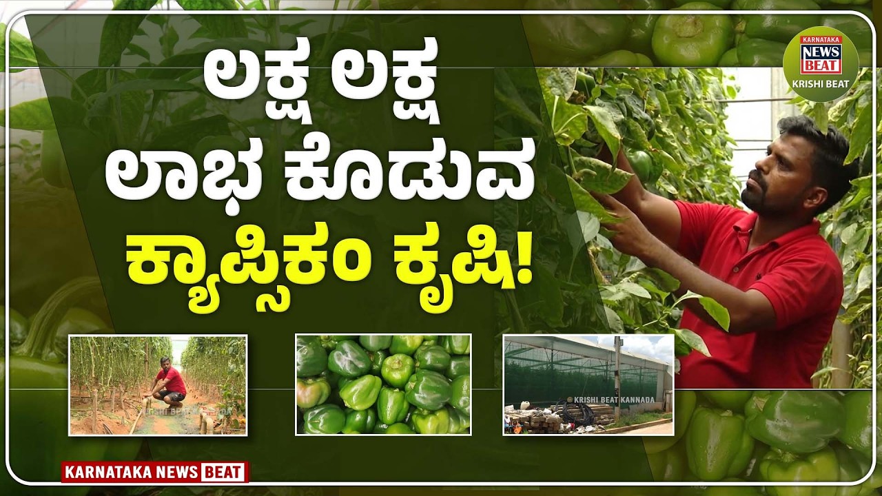 ಸುಲಬ ಬೇಸಾಯ,  ಸುಖದ ಆದಾಯ 'ಕ್ಯಾಪ್ಸಿಕಂ' ಕೃಷಿ! | Capsicum Farming | KNB