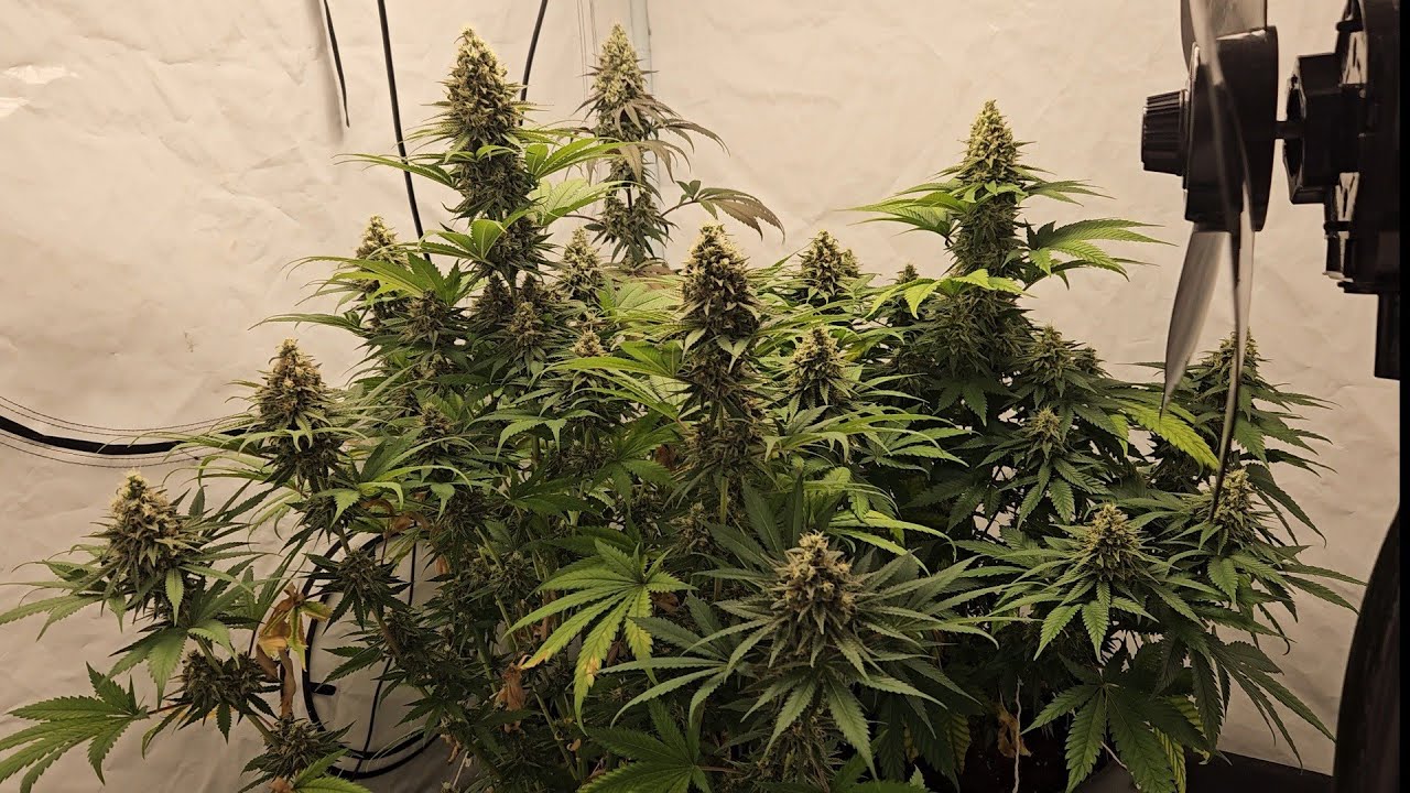 Mexican Rush, Power Plant und Amnesia Haze Update