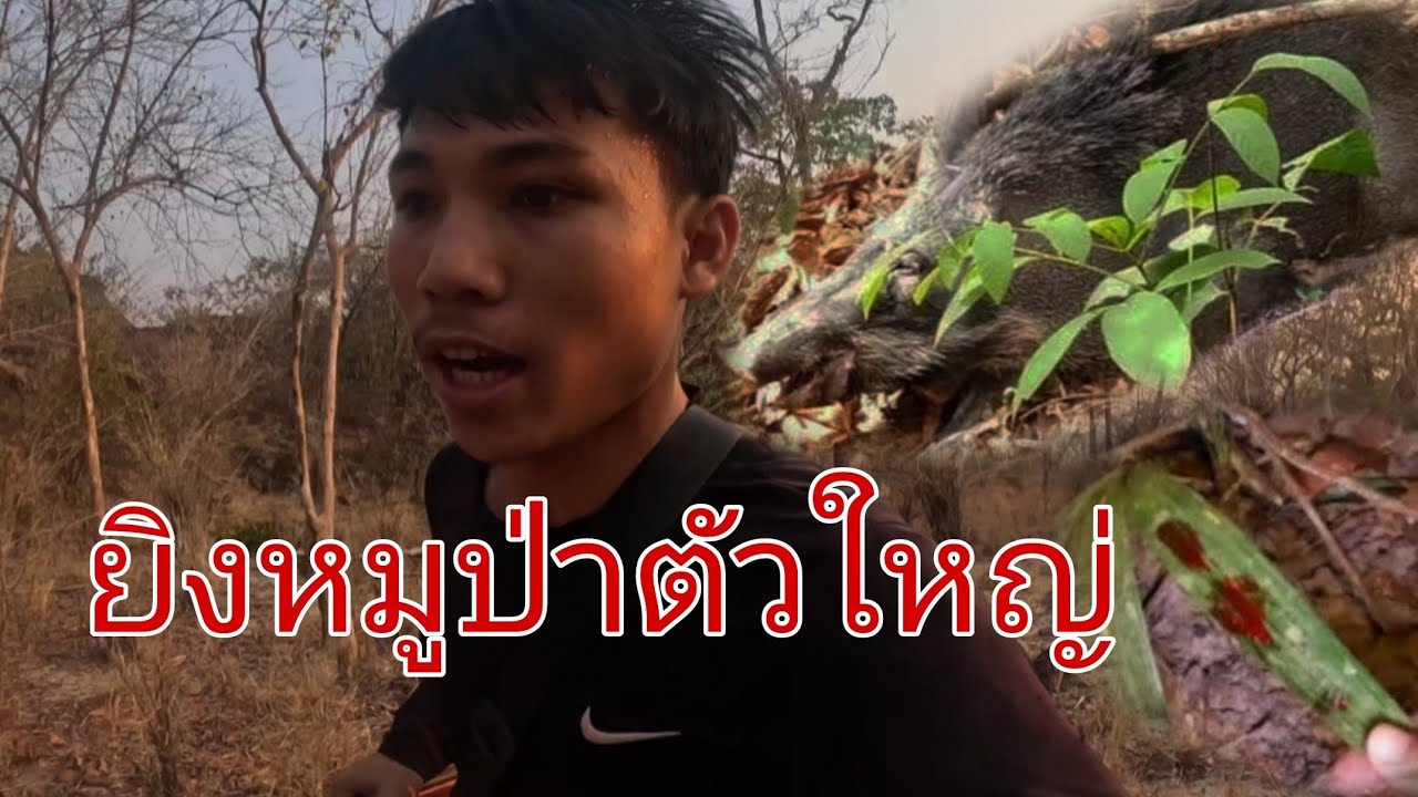ออกหากินตอนแลงๆได้ยิงหมูป่า/ອອກຫາກິນໄດ້ຍີງຫມູປ່າ
