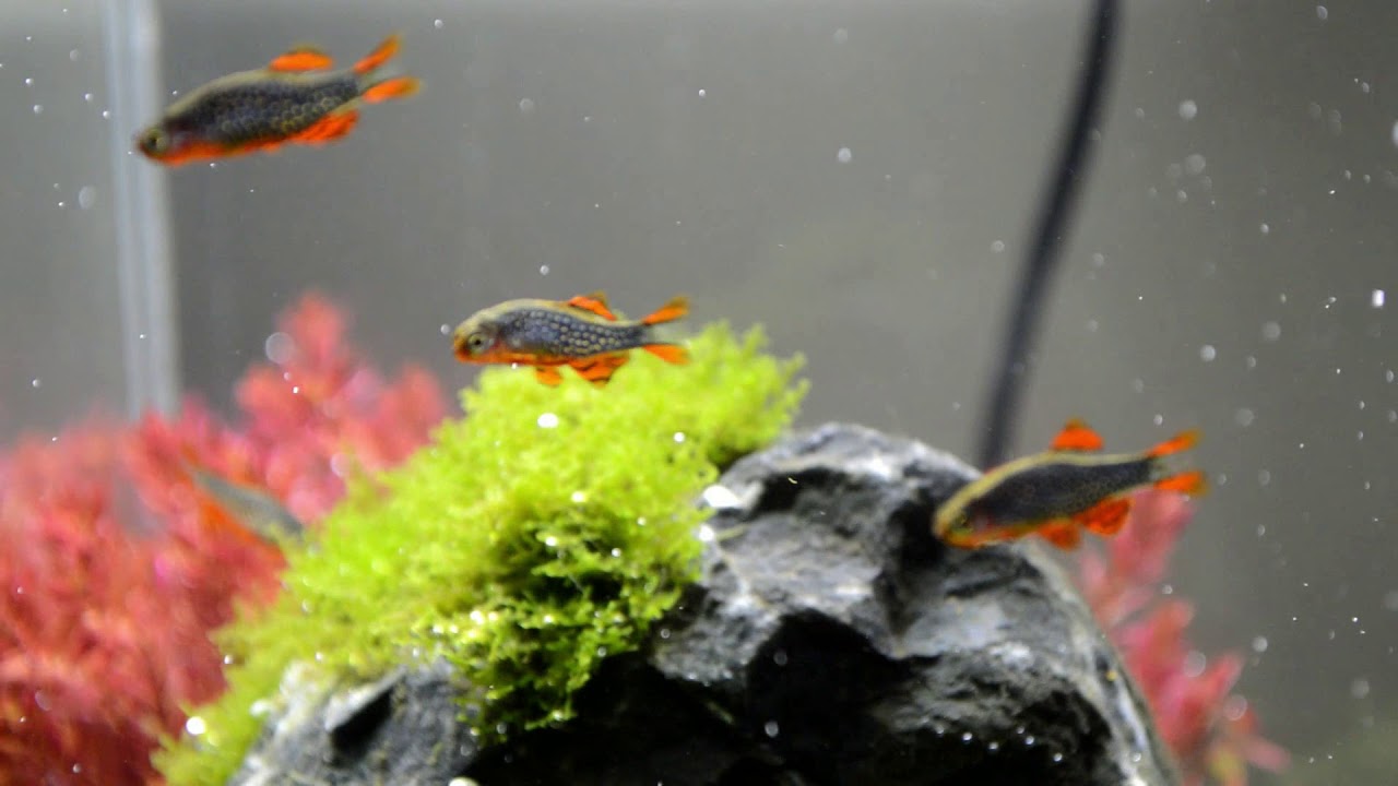 Rasbora Galaxy plantado 27L