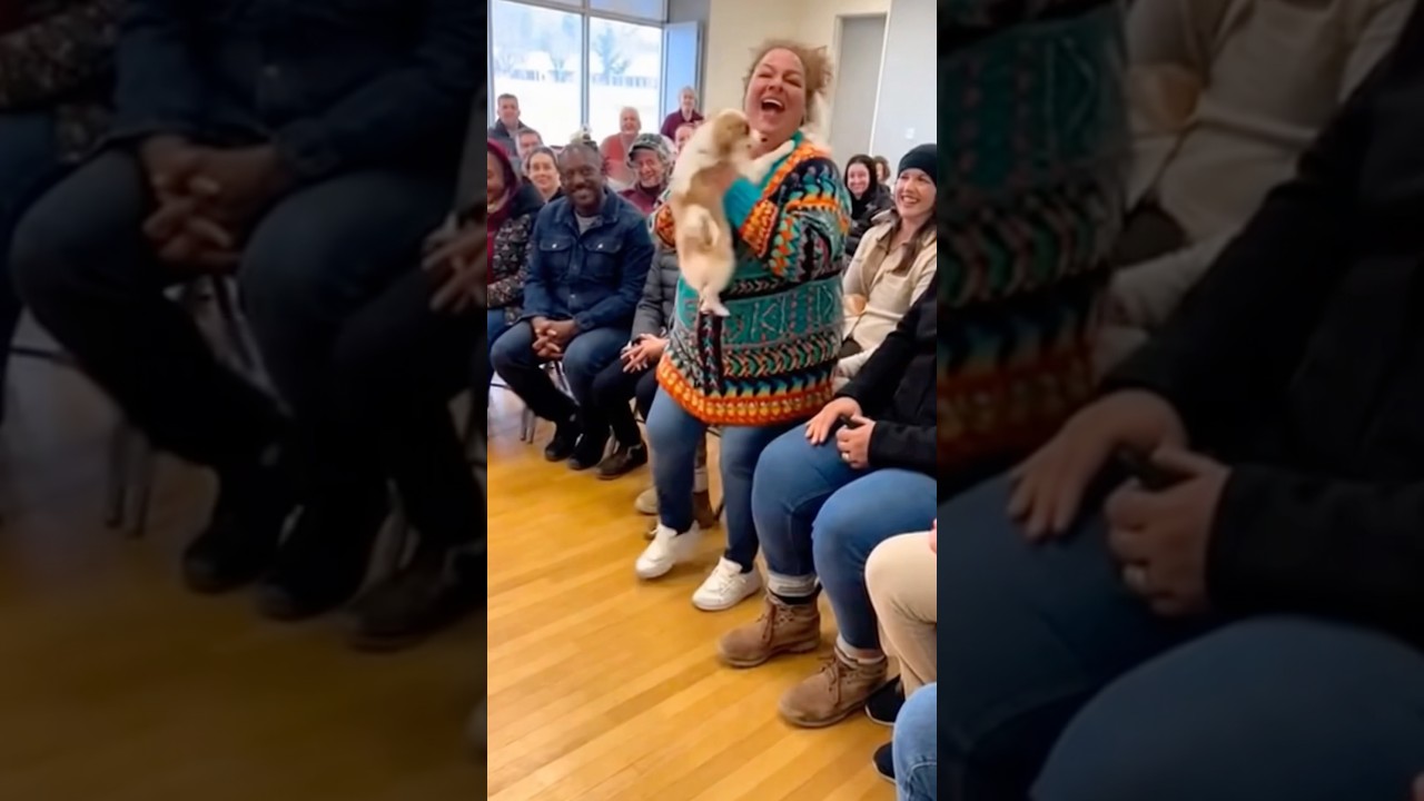 In this places… Dogs choose humans 