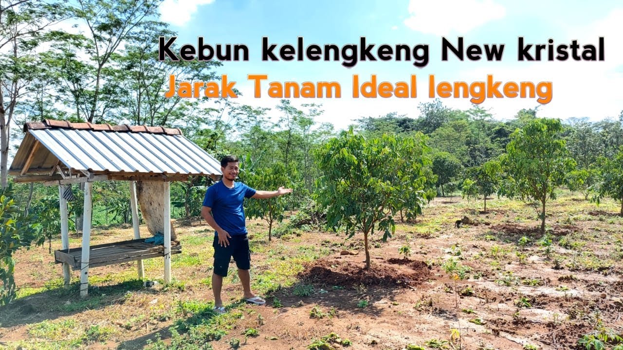 Review kebun kelengkeng | jarak tanam kelengkeng | berkebun buah buahan andy fahrizal