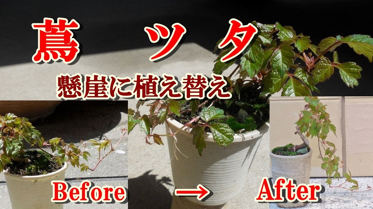 【盆栽】bonsai  蔦 ツタを懸崖に植え替え Bonsai ivy replanted on a cliff