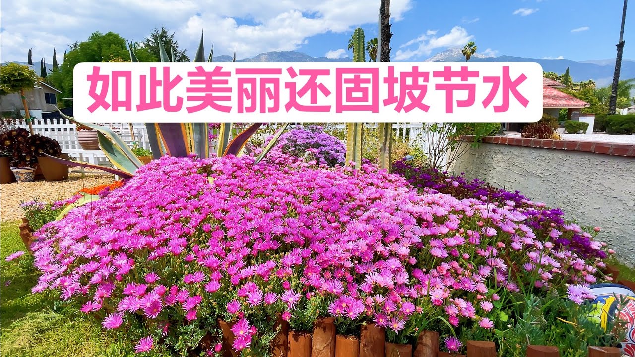 加州坡地后院的救星！松叶菊繁殖注意事项！又名美丽日中花，英文常用名lce plent,学名Lampranthus spectabilis（园艺篇219）