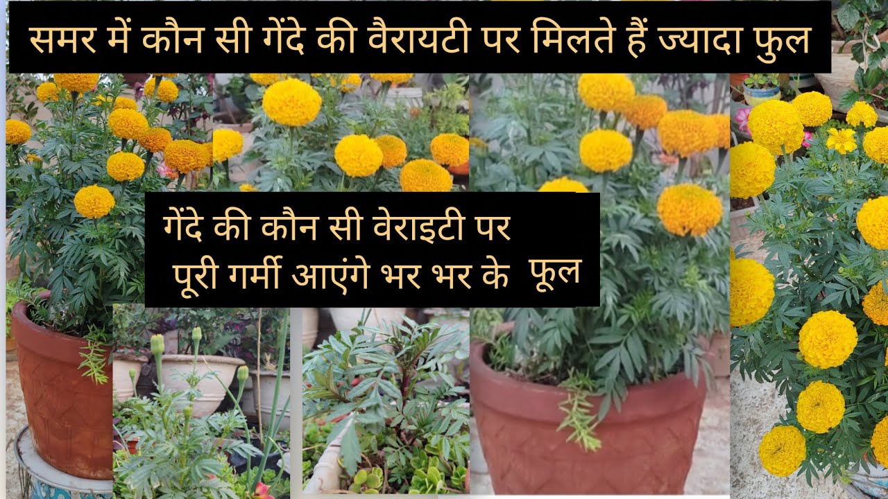 मार्च अप्रैल की गर्मी में गेंदे में आएंगे भर भर के फूल#gardening #gardenideas #gardenflowers #🌼🌼🌼🌱✅👌