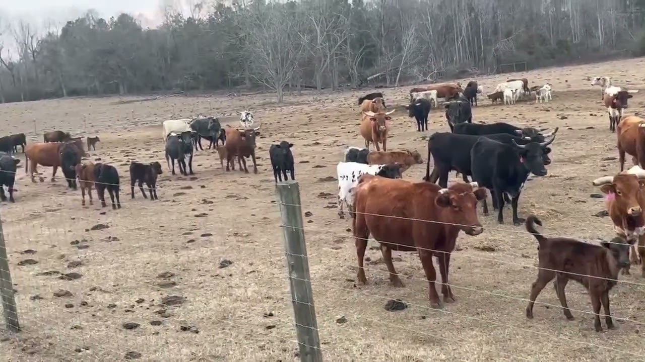 Cattle Range Listing # 601C724