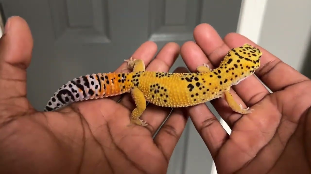 Leopard Gecko update (hold backs)