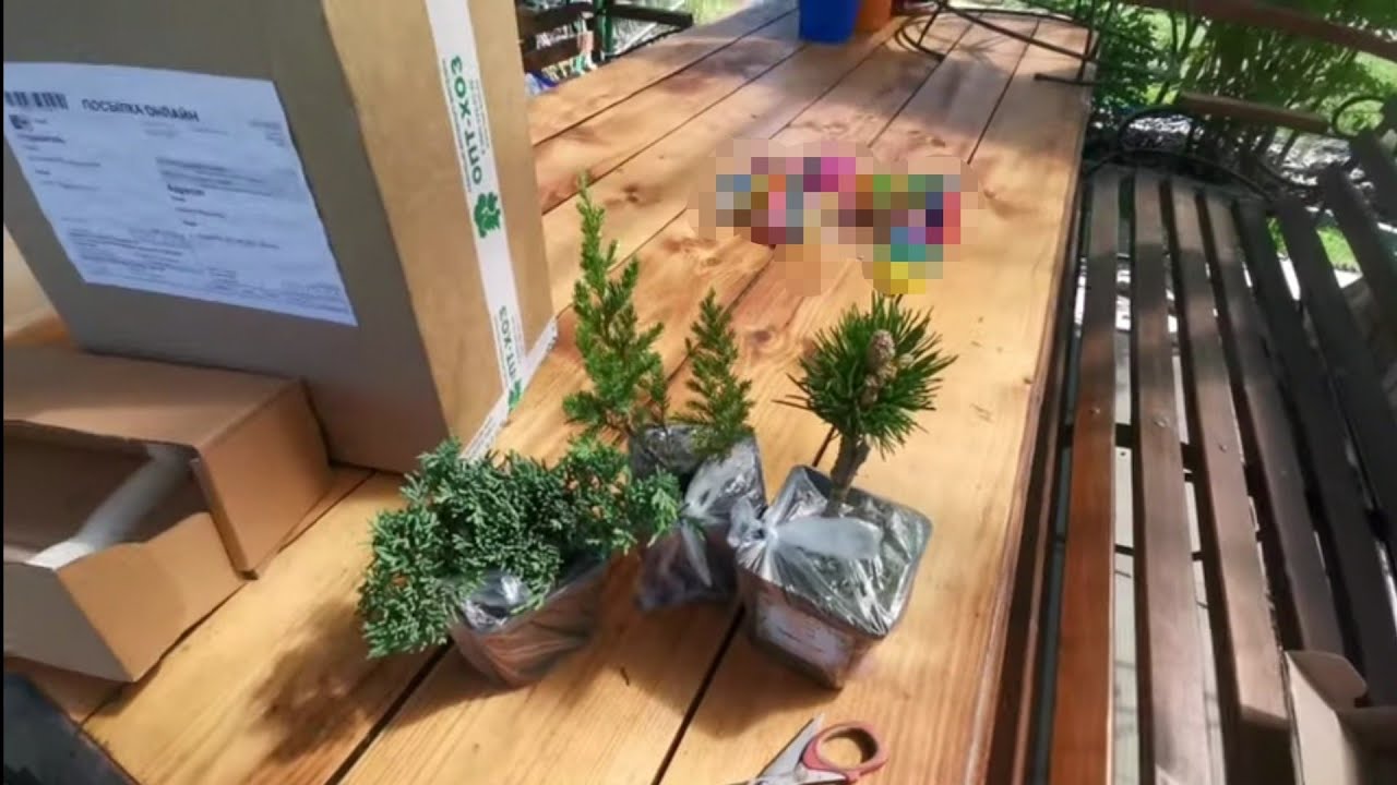 Распаковка посылки с хвойными растениями из ин-т магазина Опт-хоз 🌲🌲🌲
