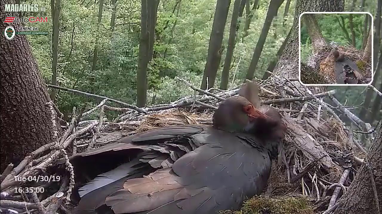 Gemenc, Ungarn 2019_04_30 Brutwechsel, erstes K&uuml;ken, Nestpflege, versuchte F&uuml;tterung