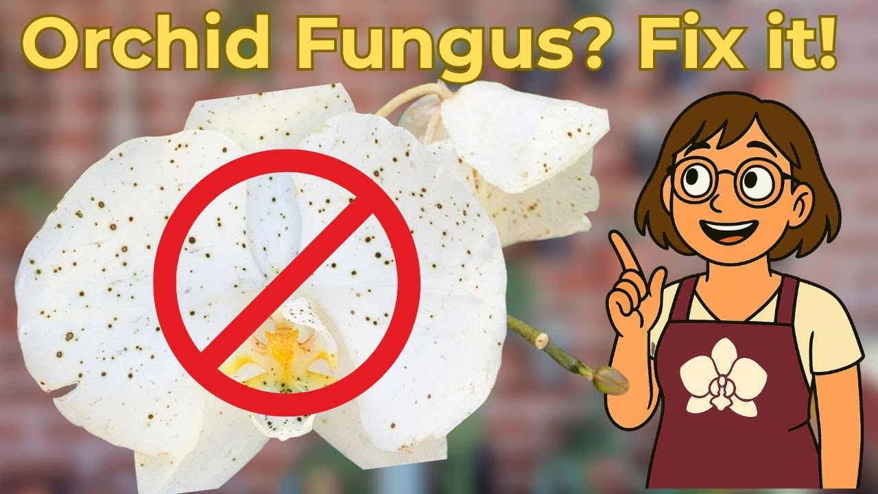 3 Common Orchid Fungal Problems & How to Fix Them