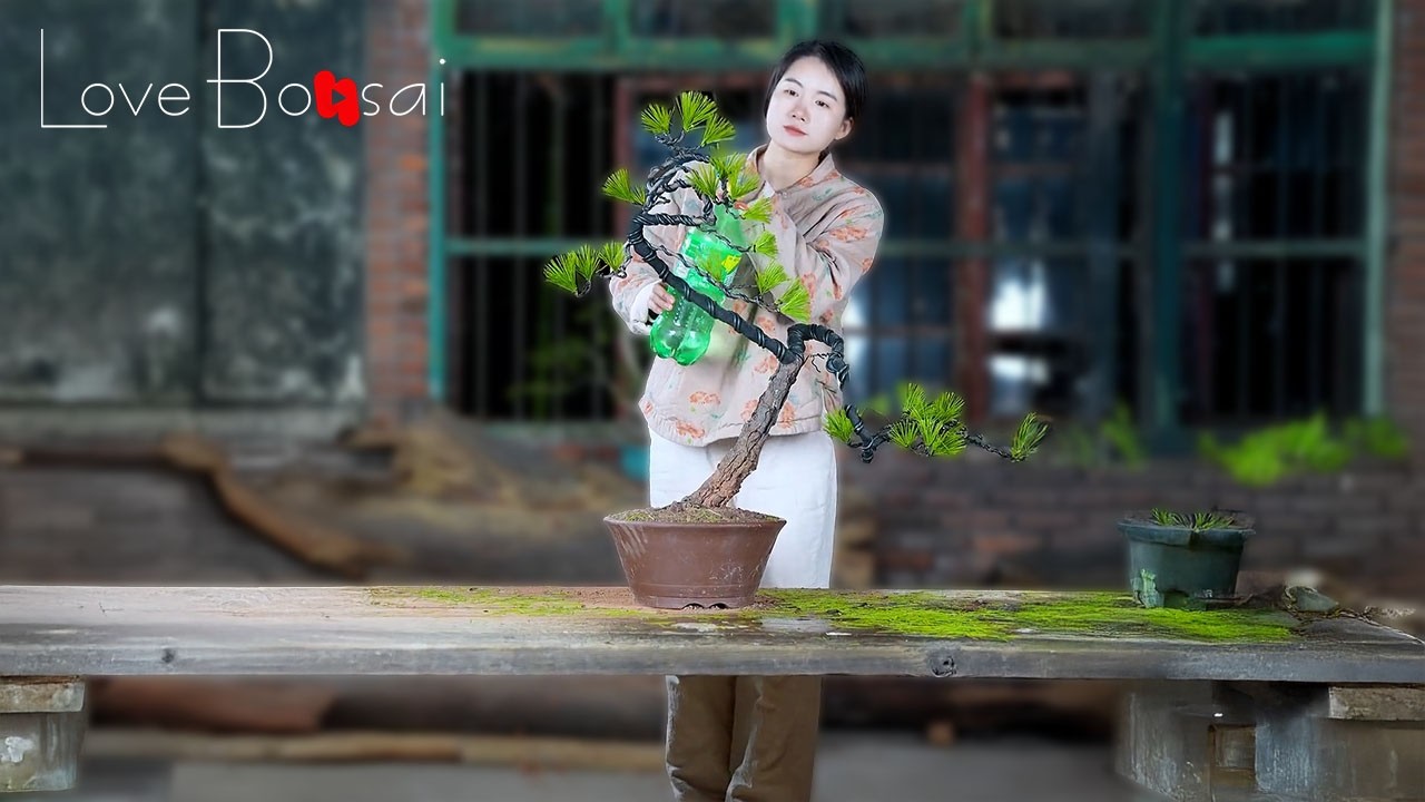 How to bend a bonsai - great bonsai bending skills #lovebonsai #bonsai