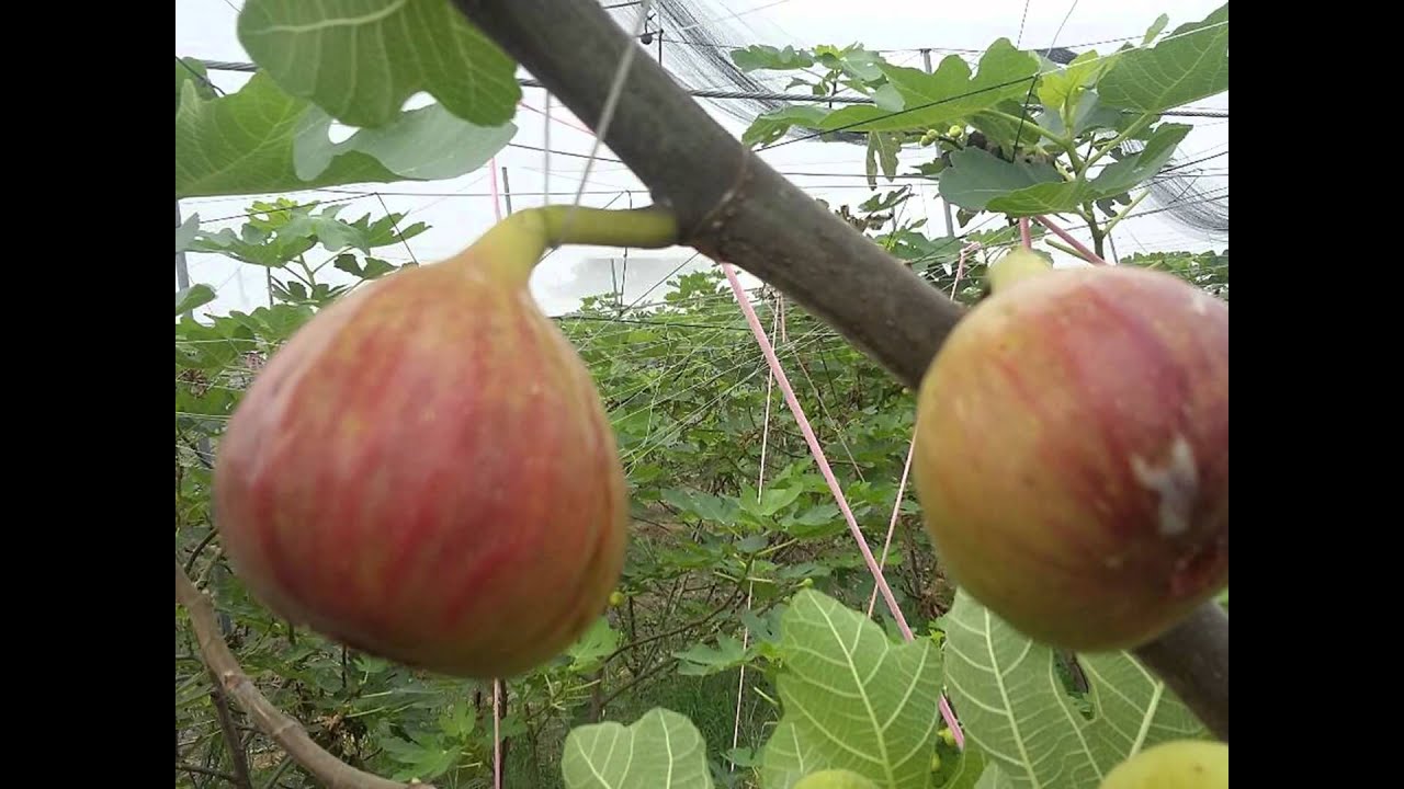 屏東無花果園