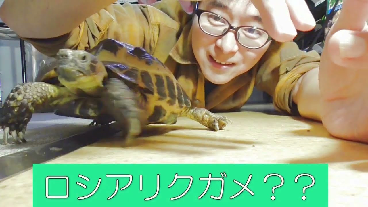 【短カメ種類紹介】ロシアリクガメ…ロシア…リクガメ？