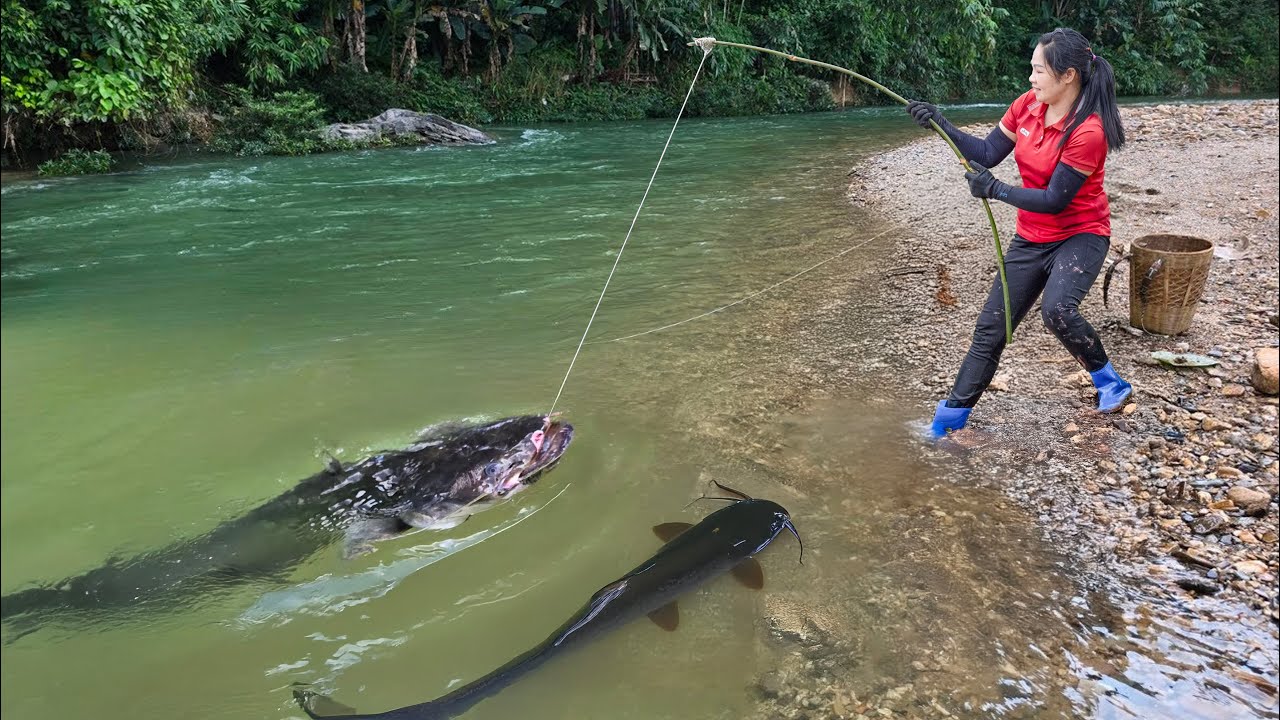 Harvesting Giant Wild Catfish weighing 30kg & Go to Market Sell | Wild fishing with Ly Thi Hang