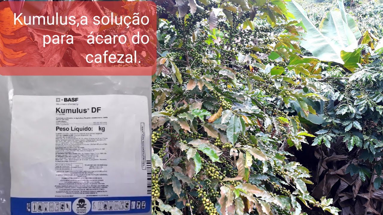 combate do ácaro do cafezal