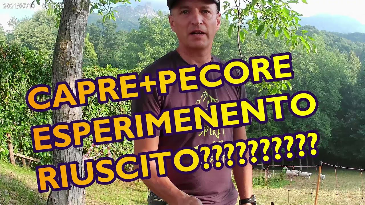 CAPRE E PECORE  UTILIZZARE COME RASAERBA NATURALI (esperimento)