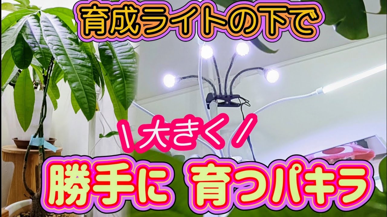 【DAISO パキラ】ジャングルのパキラぐらい大きくなった！