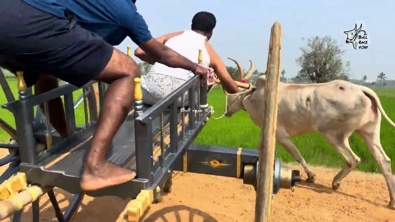 సామర్లకోట రాష్ట్రస్థాయి ఎడ్ల పందెం జూనియర్స్ 🐂🏆🐂4.36.72@ వడిశలేరు సూరిబాబు బుల్స్@BULLRACEvijayAP 