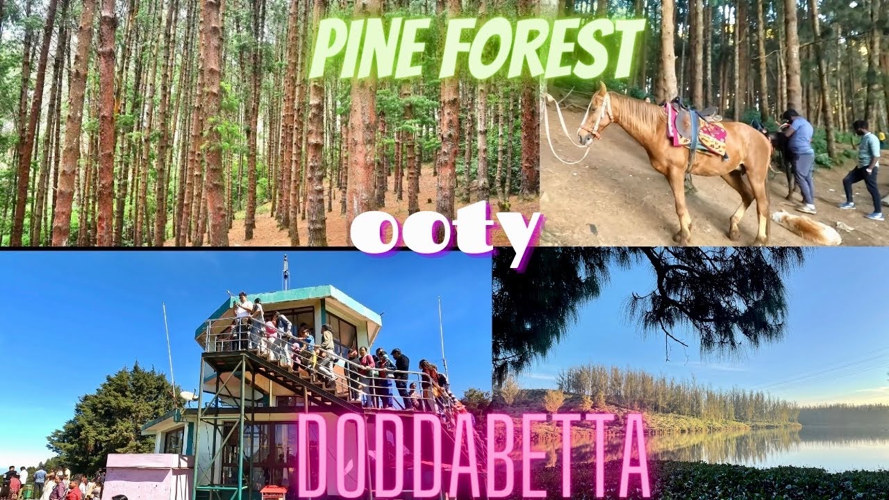 Ooty pine forest | doddabetta peak |ooty part-4 #satyacrt #ooty #doddabetta #pineforest