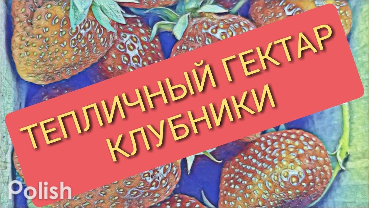 Сколько стоит гектар Клубники!