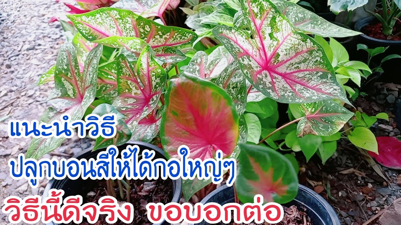 #วิธีทำให้บอนสีแตกพุ่มสวย กอใหญ่พุ่มแน่นๆ