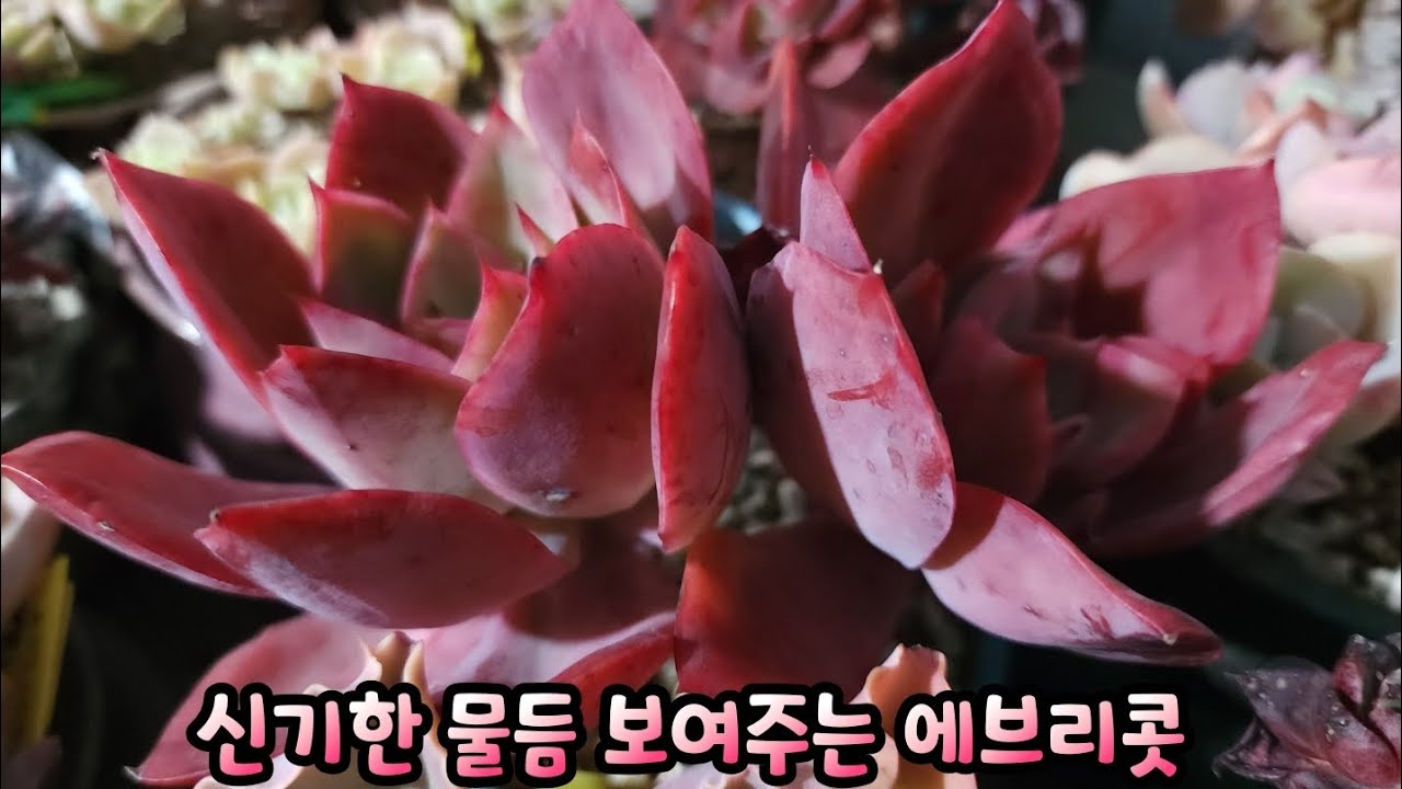 신기한 물듬 보여주는 #에브리콧 #줄리아나 #마시멜로 #홍매화철화 최강한파에도 눈맞춤은 계속됩니다😄