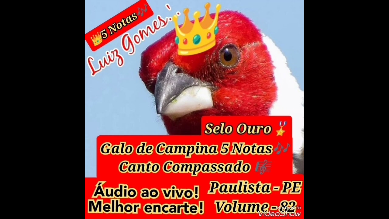 👑Galo de Campina 5 Notas Compassado👑 Áudio para encarte e apreciação, show! INCOMPARÁVEL! CONFIRA!