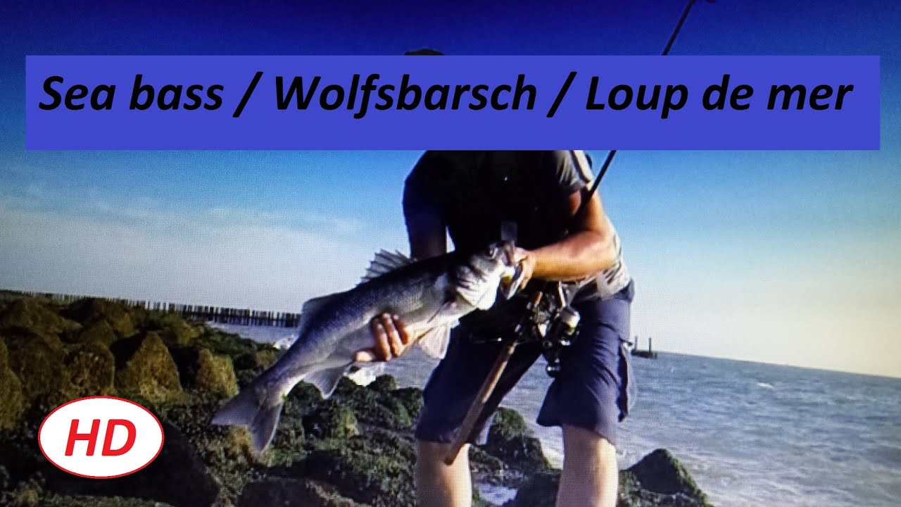 Fishing in Holland oder Niederlande (Angeln in Westkapelle) Wolfsbarsch Seabass loup de mer
