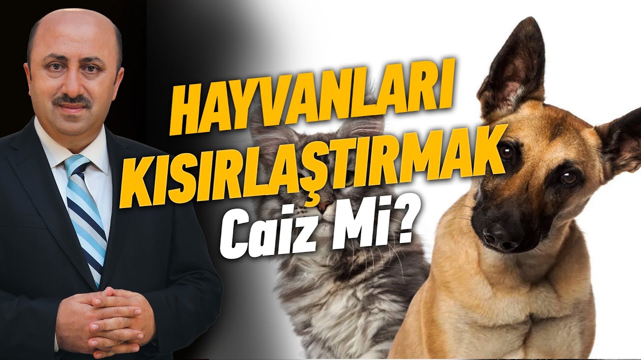 Hayvan Sahiplenmek Ekran Başına | Ömer Döngeloğlu