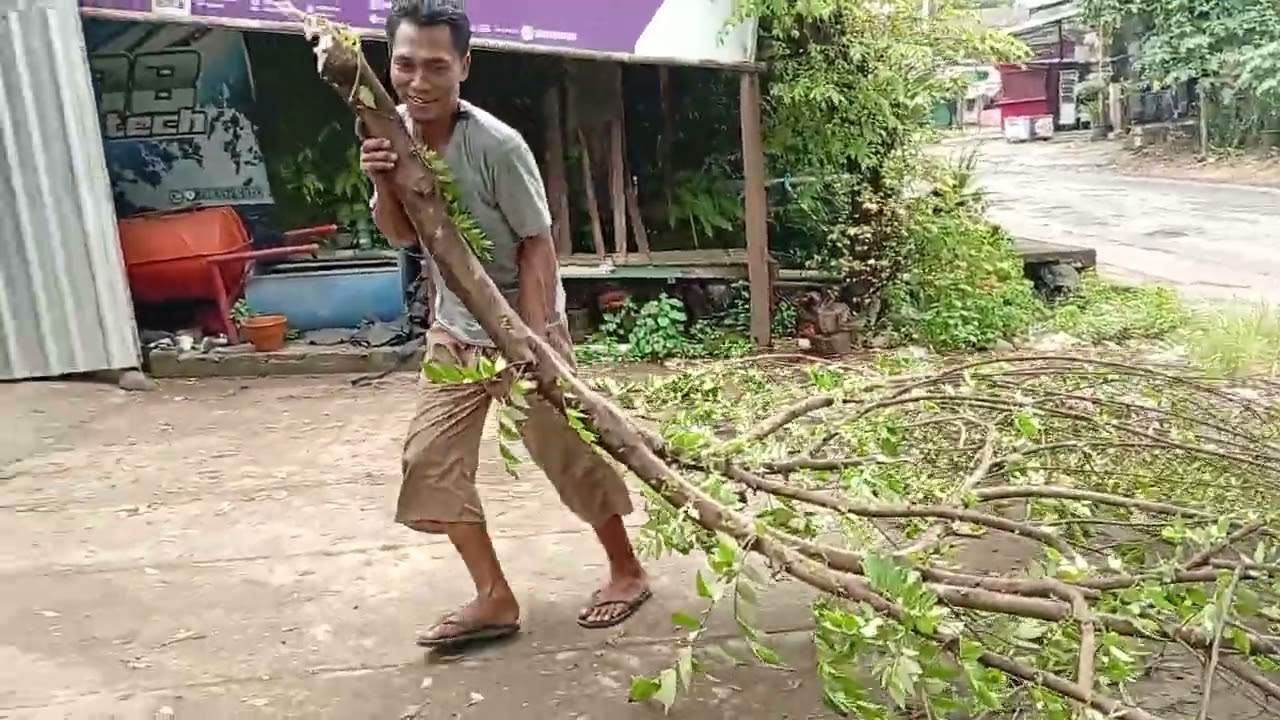 Misteri Penampakan di pohon kersem@Ramiin-Welly#autopemotongan